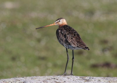 Black-tailed Godwit (Limosa limosa) - rdspov  