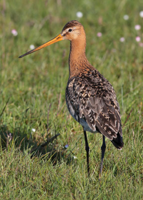 Black-tailed Godwit (Limosa limosa) - rdspov  