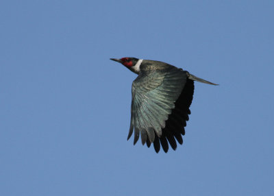 Lewis's Woodpecker ( Melanerpes lewis) - krkspett