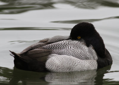 Lesser Scaup (Aythya affinis) - mindre bergand