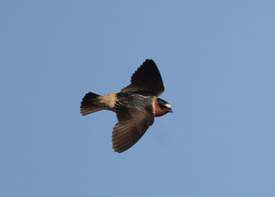 American Cliff Swallow (Petrochelidon pyrrhonota) - stensvala