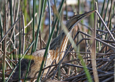 American Bittern (Botaurus lentiginosus) - amerikansk rrdrom