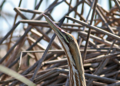 American Bittern (Botaurus lentiginosus) - amerikansk rrdrom