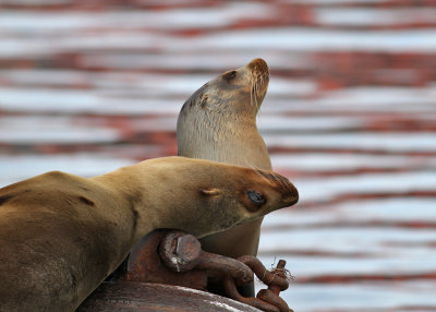 California Sea Lion (Zalophus caifornianus) - Kaliforniskt sjlejon