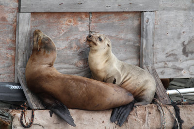 California Sea Lion (Zalophus caifornianus)