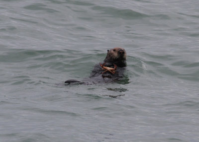 Sea Otter (Enhydra lutris) - havsutter