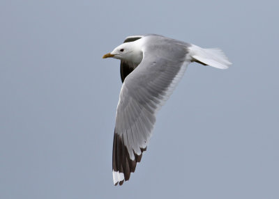 Common Gull (Larus canus) - fiskms