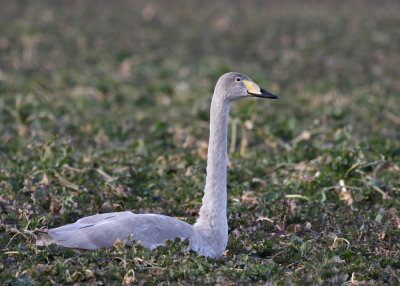 Whooper Swan (Cygnus cygnus) - sngsvan