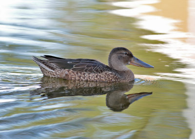 Northern Shoveler (Anas clypeata) - skedand