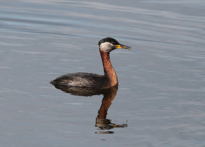 Red-necked Grebe (Podiceps grisegena) - gråhakedopping