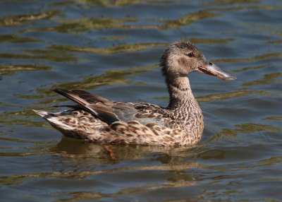 Northern Shoveler (Anas clypeata) - skedand