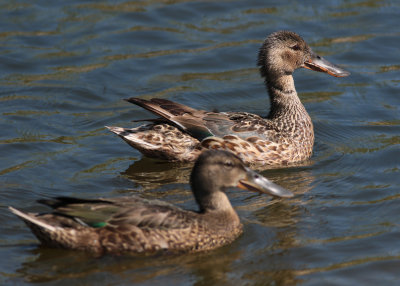 Northern Shoveler (Anas clypeata) - skedand