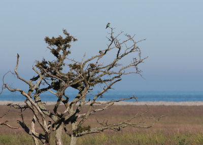 European Bee-eater (Merops apiaster) - bitare