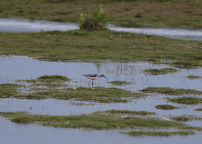 Marsh Sandpiper (Tringa stagnatilis) - dammsnppa