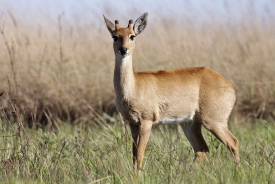 Pampas deer (Ozotoceros bezoarticus) - pampashjort