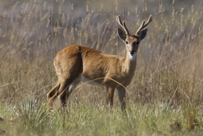 Pampas deer (Ozotoceros bezoarticus) -pampashjort