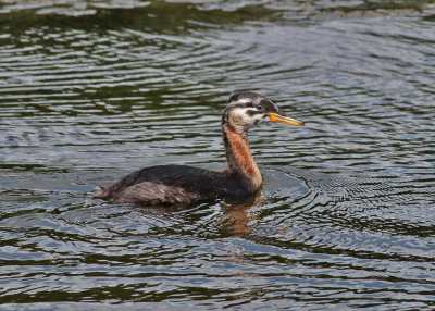 Red-necked Grebe (Podiceps grisegena) - grhakedopping