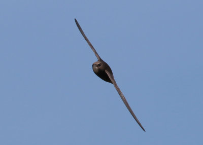 Common Swift (Apus apus) - tornseglare