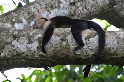 White-faced Capuchin (Cebus capucinus) - kapucinapa