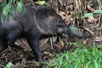 Collared Peccary (Picari tajacu) - pekarisvin