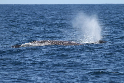 Gray Whale (Eschrichtius robustus) - Grval