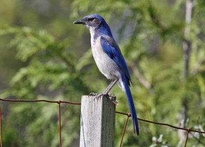 California Scrub-Jay (Aphelocoma californica) - snårskrika