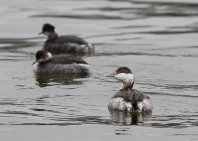 Slavonian Grebe (Podiceps auritus) - svarthakedopping and Eared Grebe in the background