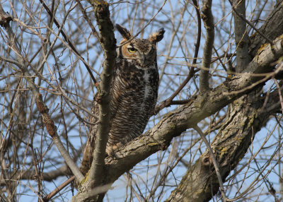 Great Horned Owl (Bubo virginianus) -virginiauv