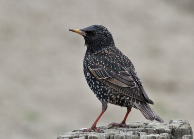 European Starlig (Sturnus vulgaris) - stare