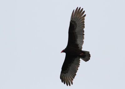 Turkey Vulture (Cathartes aura) - kalkongam