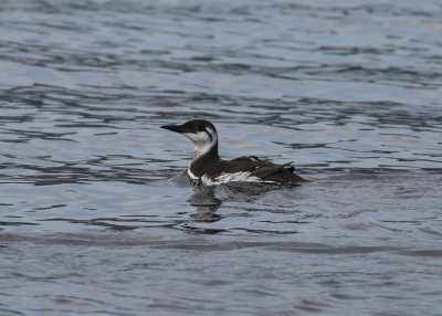 Common Murre (Uria aalge) - sillgrissla