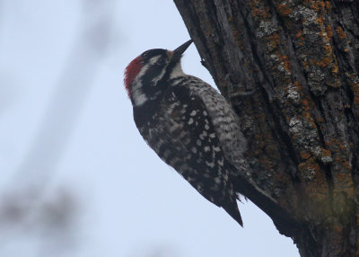 Nuttall's Woodpecker (Picoides nuttallii)