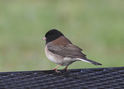Dark-eyed Junco (Junco hyemalis)