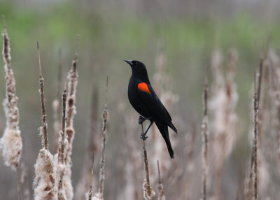 Red-winged Blackbird (Agelaius phoeniceus)