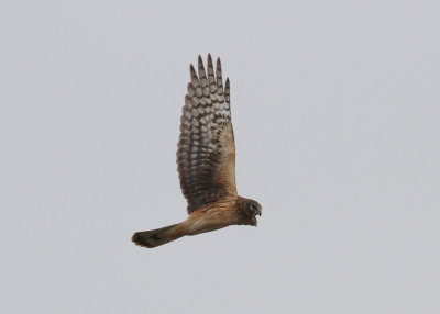Northern Harrier (Circus hudsonius)