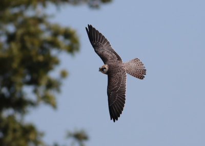 Red-footed Falcon (Falco vespertinus) - aftonfalk