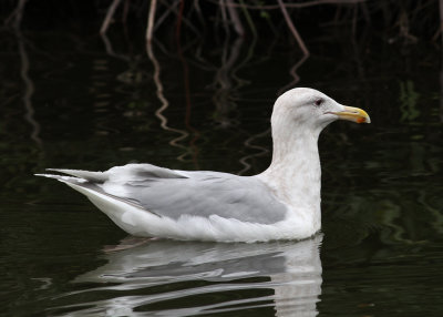 Glaucous-winged Gull (Larus glaucescens) - grvingad trut