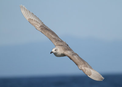 Glaucous-winged Gull (Larus glaucescens) - grvingad trut