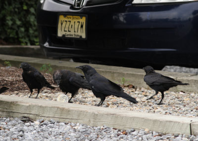 Fish Crow (Corvus ossifragus)