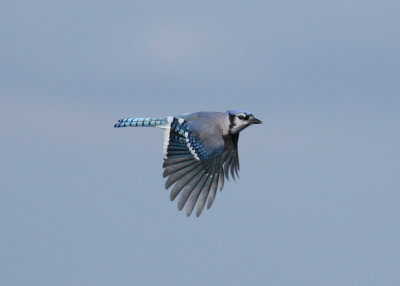 Blue Jay (Cyanocitta cristata) - blåskata