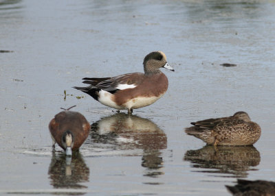 American Wigeon (Anas americana) - amerikansk blsand and Blue-winged Teal (Anas discors) - blvingad rta