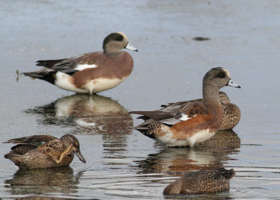 American Wigeon (Anas americana) - amerikansk blsand and Blue-winged Teal (Anas discors) - blvingad rta