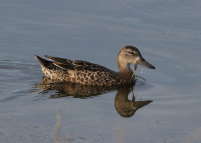 Blue-winged Teal (Anas discors) - blvingad rta