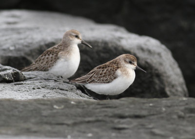 Semipalmated Sandpiper (Calidris pusilla) - sandsnäppa