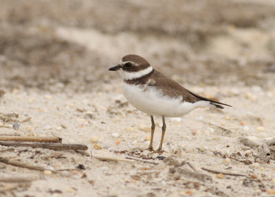 Semipalmated Plover (Charadrius semipalmatus) - flikstrandpipare