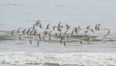 Sanderling (Calidris alba) - sandlpare