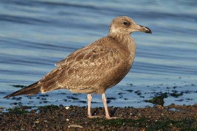 American Herring Gull (Larus smithsonianus)