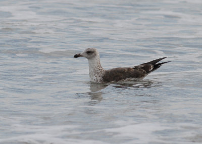 Lesser Black-backed Gull - (Larus fuscus) - Silltrut