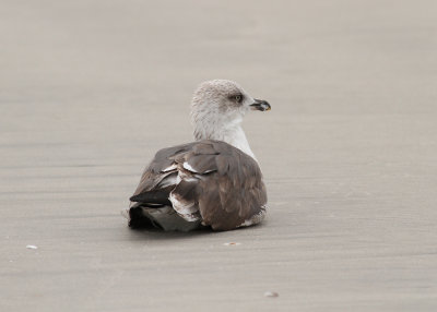 Lesser Black-backed Gull - (Larus fuscus) - Silltrut