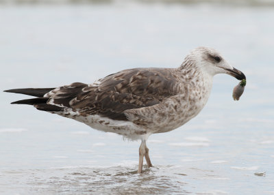 Lesser Black-backed Gull - (Larus fuscus) - Silltrut